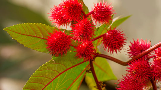 L'huile de Maskriti d'Haiti : le secret beauté des femmes haïtiennes - Ethnilink